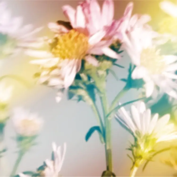 Portada del álbum Shion